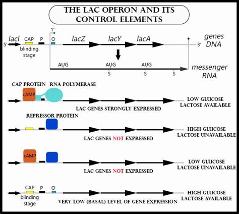 Image result for Lac Operon Components