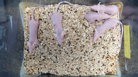 Mouse Cart Cell Image 的图像结果