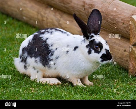 Black And White Rabbit High Resolution Stock Photography and Images - Alamy