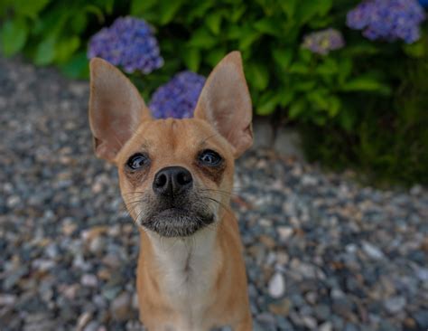 Make a Year-End Gift of Care to WHS today | Whatcom Humane Society