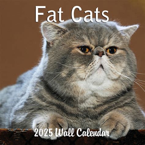Buy Blue Wolf Company Cats (2025 Cats) Online at desertcartINDIA