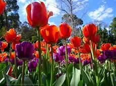 Tulip Image Desktop by Hd Wallpapers Tulip Hd Wallpapers Tulip Image Desktop