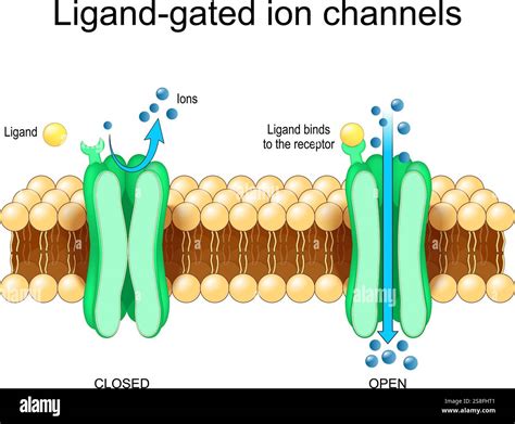Ligand-gated ion channels. Ligand binding, Neurotransmitter receptors ...
