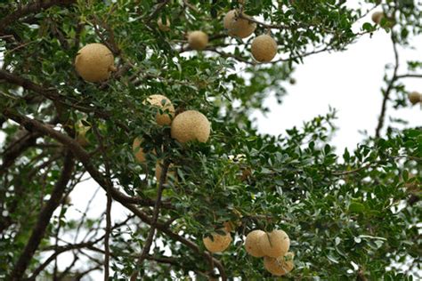 Why You Should Grow Wood Apple Trees in Your Garden — Mahindra Nursery