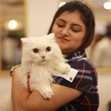 Attend The Pet Fed Kitty Pre-Party | LBB, Bangalore