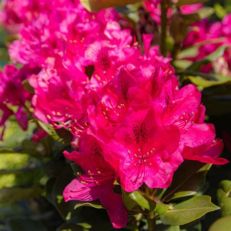 Nova Zembla Rhododendron
