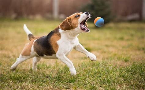 狗狗在玩玩具时，常常会有搞笑动作，这个举动可爱又有趣_拼团团购网
