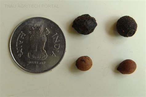 Tree Seeds Identification