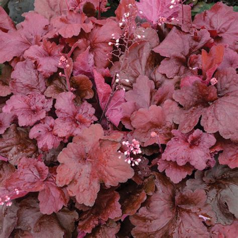 Heuchera 'Fire Alarm' - Cofer's Home & Garden