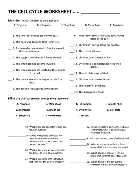 Cell Cycle Worksheet
