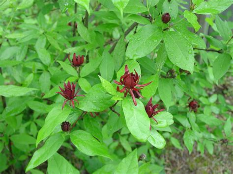 Carolina All-Spice Sweetshrub Or Bubbybush | What Grows There :: Hugh ...