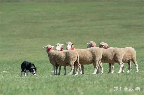 牧羊犬怎么管羊,牧羊犬牧羊,羊为什么怕牧羊犬(第2页)_大山谷图库