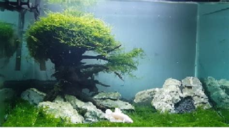 Java Moss for Corydoras Breeding 的图像结果
