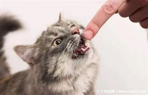 猫打了疫苗被猫抓了需要打针吗？-萌宠视频-搜狐视频