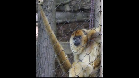 Howler monkeys screaming! John Ball Zoo - YouTube