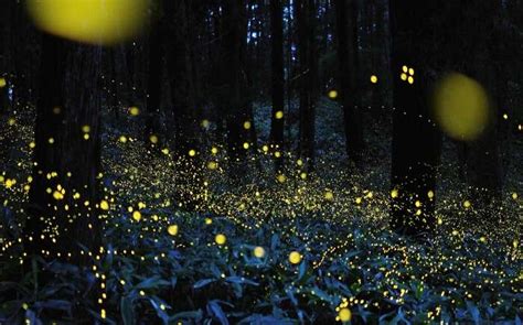 Purushwadi Fireflies Festival 2025: Just 4 Hrs From Mumbai!