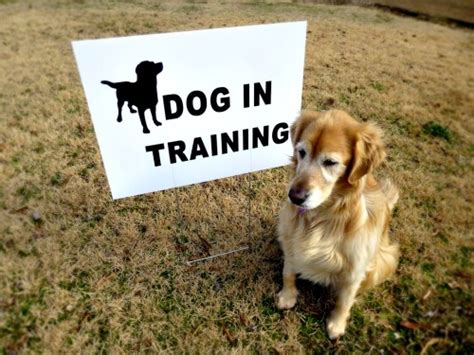 In Training Sign 的图像结果