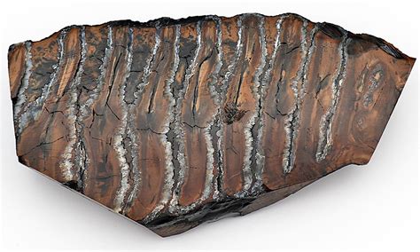 Image result for Ivory Layer Structure