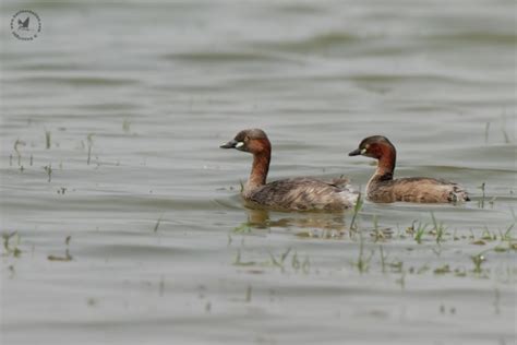 Grebes (Podicipedidae) | Gallery | WildArt | Birds of Indian SubContinent