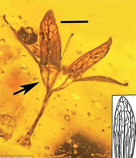 《古生物多样性》：缅甸发现封存着世界上最早花朵的琥珀 距今1亿年前 - 新闻中心 - 化石网