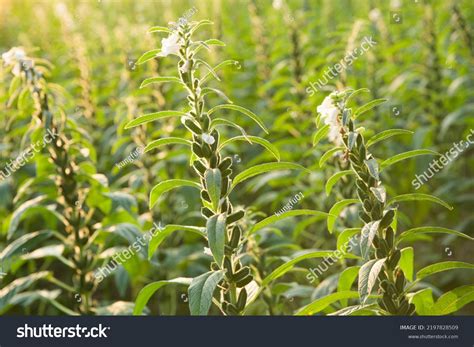 Sesame Seed Plant Australia at Sam Vanthoff blog