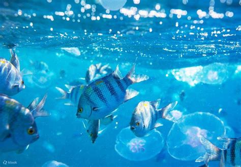 Discover the Beauty of Sahl Hasheesh: Snorkeling Cruise Tour with Lunch ...