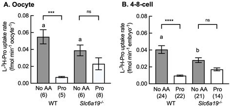 Stage-Specific L-Proline Uptake by Amino Acid Transporter Slc6a19/B0AT1 ...