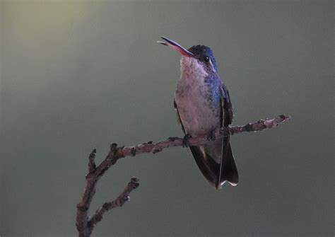 Broad-billed x Violet-crowned Hummingbird (hybrid) - eBird