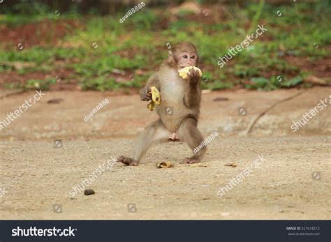 Image result for Monkey Behavior