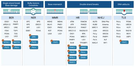 Guardians of the Genome: Iron-Sulfur Proteins in the Nucleus[v1 ...