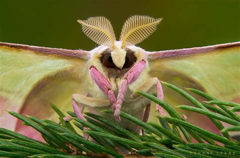 Chinese Moon Moth | Moon moth, Moth, Lunar moth