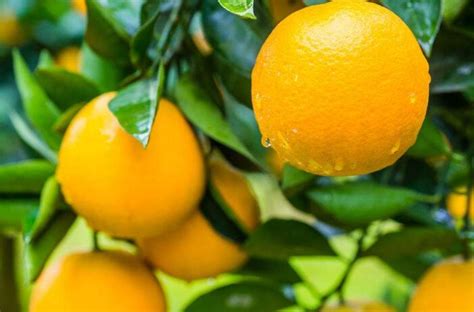 橙子的种植方法分析，谨记四个种植管理事项 — 水果百科吧