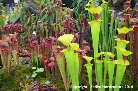 HOW TO GROW PITCHER PLANTS |The Garden of Eaden