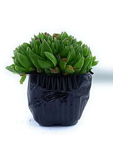 Buy OhhSome Succulent Plant Haworthia Cooperi Treasury Live - Computer ...