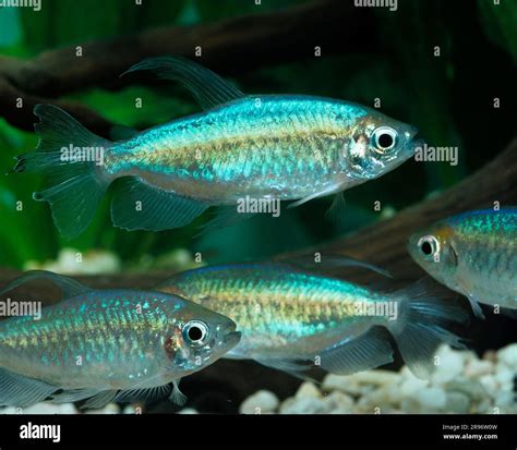 Congo Tetra (Phenacogrammus interruptus) (Alestopetersius interruptus ...