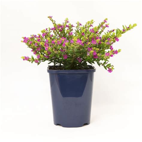 Cuphea Hyssopifolia ,Koinal voilet-Plant in Indoor plants | Bumitraa ...