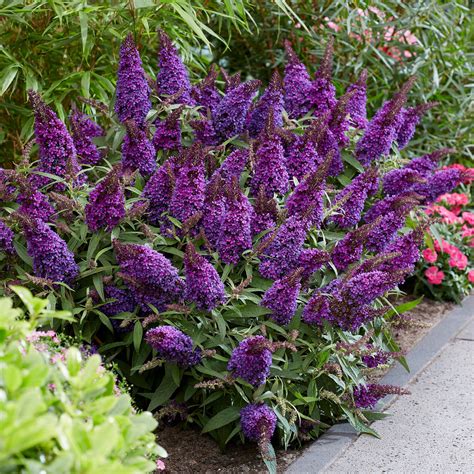 Lil' Grape Butterfly Bush | Purple Flowering Butterfly Bush - Plants by ...