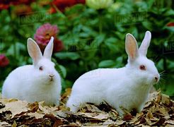 Image result for New Zealand Baby Bunny Black