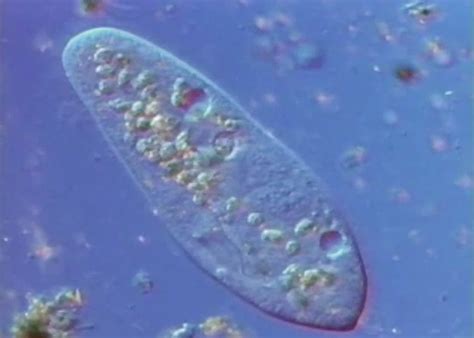 Image result for Cell Over Replication