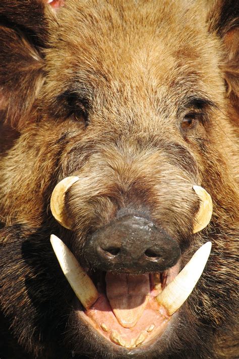 Wild Hogs The Animal