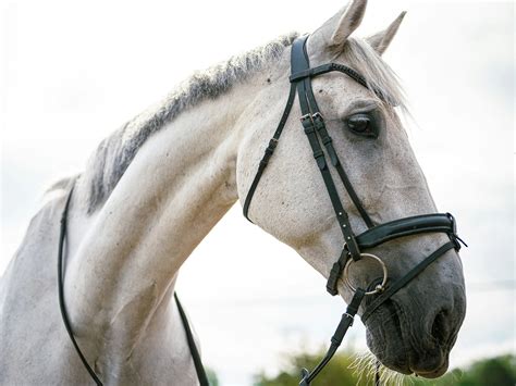 Horse Breed Beginning With B - Horse Breeds