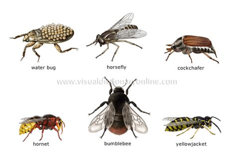 Image result for Class Insecta Real Life Examples
