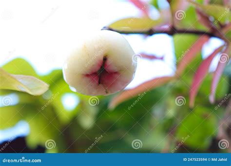 Image result for Java Tree Farm