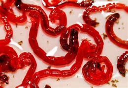 Image result for Bloodworm Fish Food