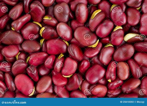 Fresh lima bean stock photo. Image of natural, fruit - 25610202