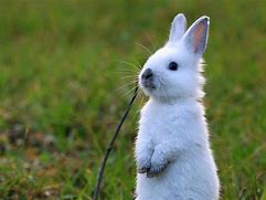 Image result for Cute Dwarf Rabbits