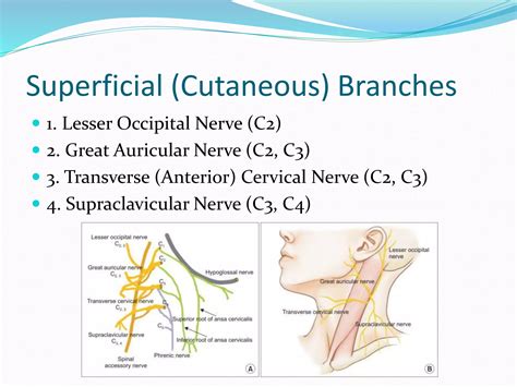 Cervical Plexus | PPTX