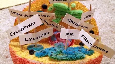 Image result for Animal Cell Model Project