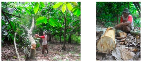 Sustainable Harvesting of Cinnamomum burmannii (Nees & T. Nees) Blume ...