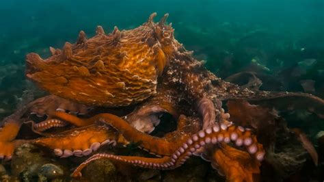 What Are An Octopus' Predators? - OctoNation - The Largest Octopus Fan Club!